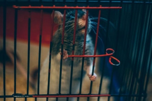 How to Ensure a Pet Rat's Cage is Enriching and Promotes Good Health?